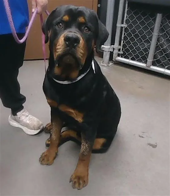 A young large-sized male Rottweiler dog named Mack for adoption in Phoenix, AZ