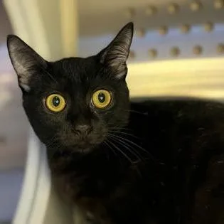 A baby small-sized male Black Domestic Short Hair cat named Jovial for adoption in Newberg, OR