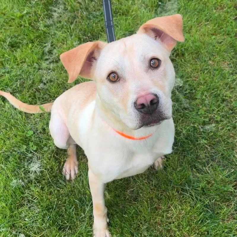 A young medium-sized male Labrador Retriever dog named Waffle for adoption in Valparaiso, IN