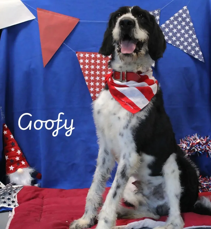 An adult medium-sized male Black German Wirehaired Pointer dog named Goofy for adoption in Berea, KY