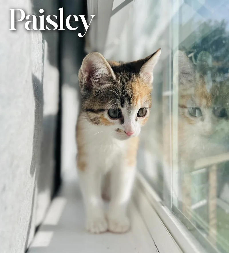 Paisley thumbnail 2