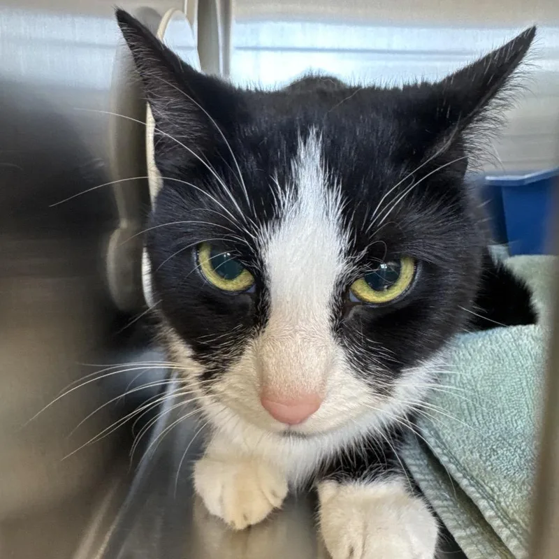 An adult medium-sized female Black Domestic Short Hair cat named Skunk for adoption in Lynchburg, VA