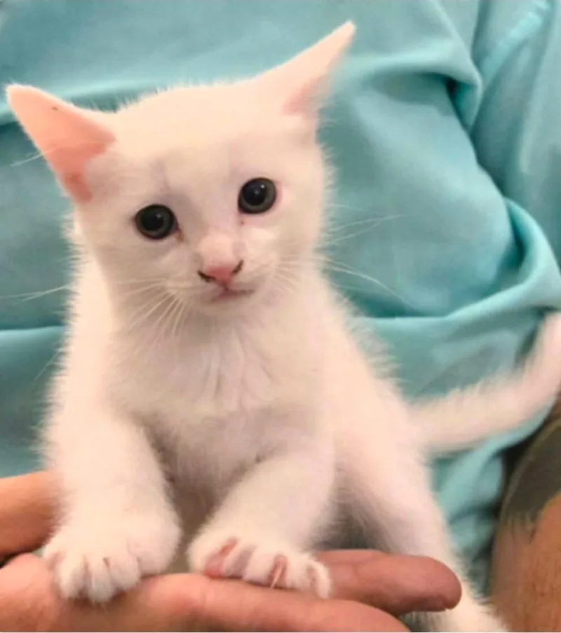 A baby medium-sized male Domestic Short Hair cat named Cashmere Clyde for adoption in El Dorado, AR