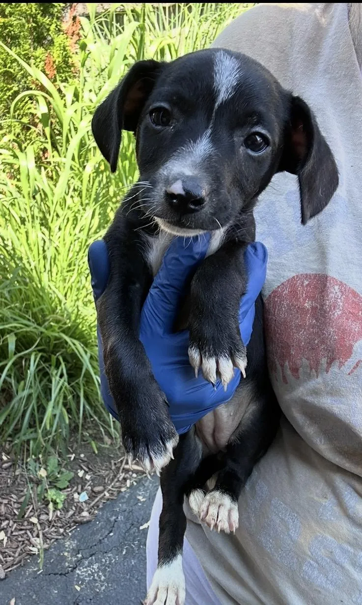 Peanut