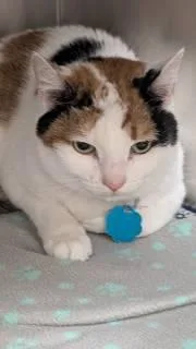 An adult medium-sized female Calico Domestic Short Hair cat named Peaches for adoption in Allen, TX
