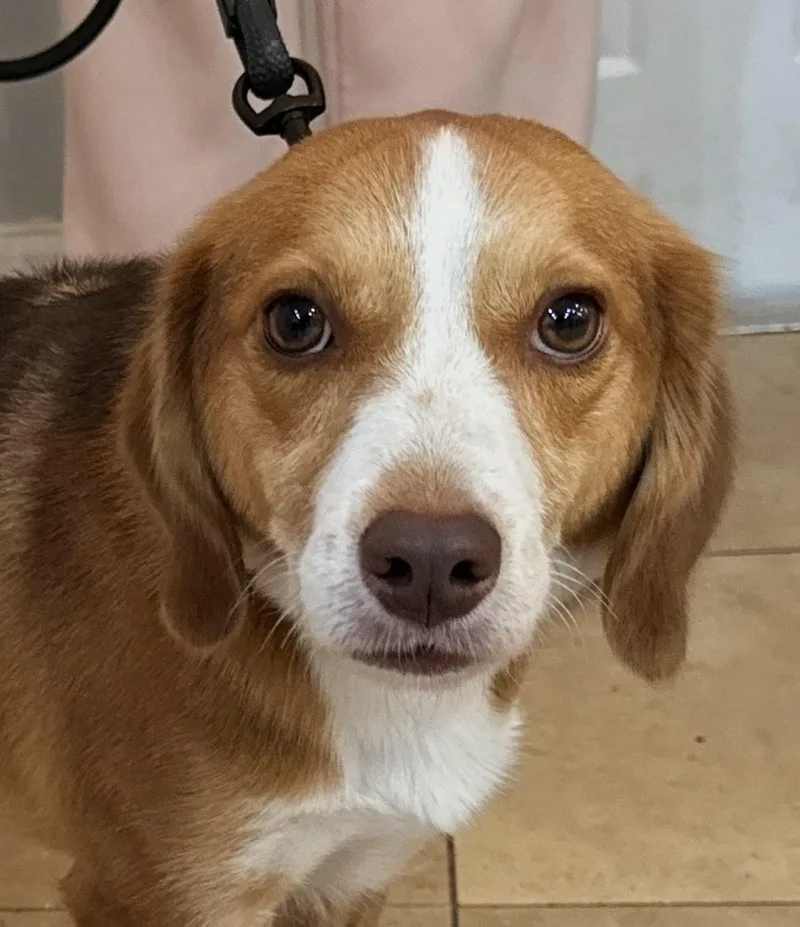 An adult medium-sized male Beagle dog named Roshi for adoption in Oakland Park, FL