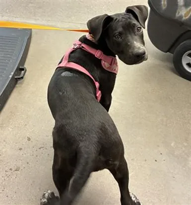 A young large-sized female Pit Bull Terrier dog named Pebbles for adoption in Phoenix, AZ