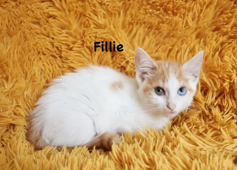 Fillie thumbnail 6