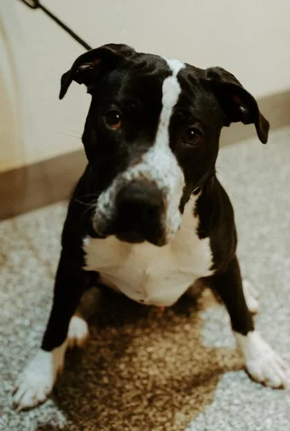 An adult large-sized male American Staffordshire Terrier dog named Monkey for adoption in Redmond, OR
