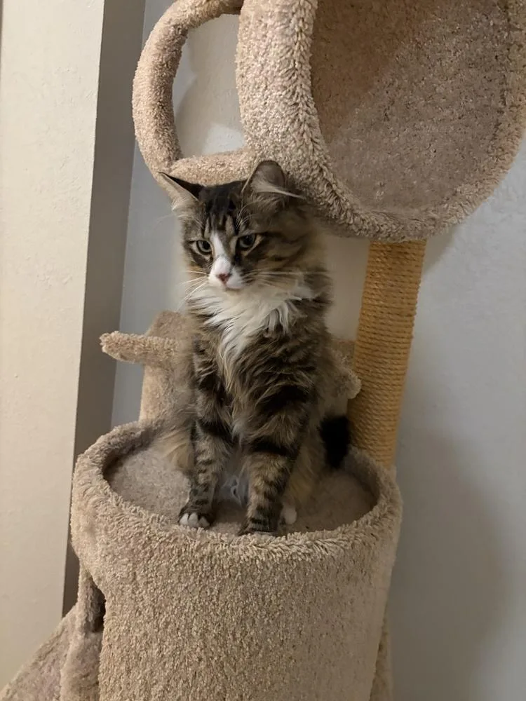 Johnboot thumbnail 2