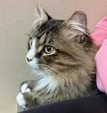 Johnboot thumbnail 3