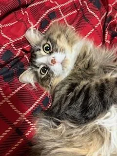 Johnboot thumbnail 4