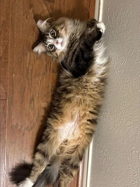 Johnboot thumbnail 5