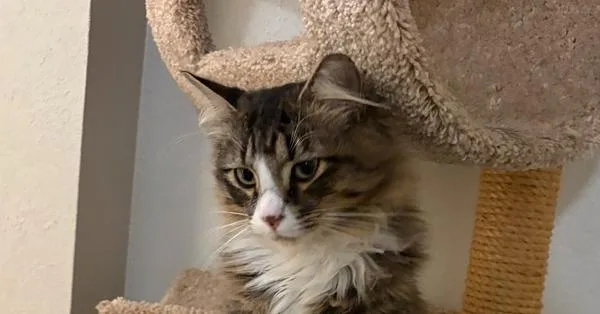 Johnboot thumbnail 6