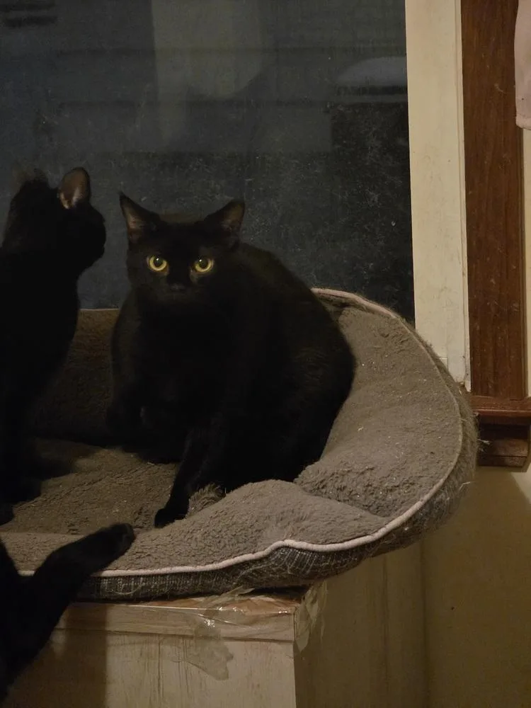 A young medium-sized female Black Domestic Short Hair cat named Nana for adoption in Elyria, OH