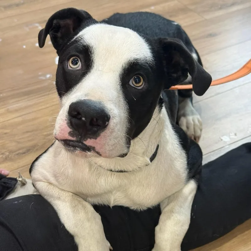 A young large-sized male Black Mixed Breed dog named Lobo Bobo AKA Little for adoption in Livingston, TX