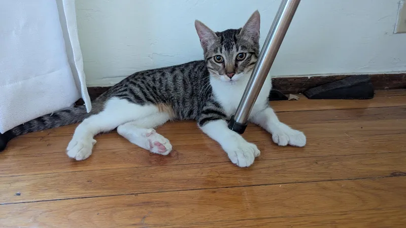 A baby medium-sized male Tabby (Gray / Blue / Silver) Domestic Short Hair cat named Tyson for adoption in San Jose, CA