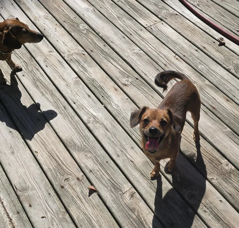 A young small-sized male Dachshund dog named Papa Papi for adoption in Columbus, IN