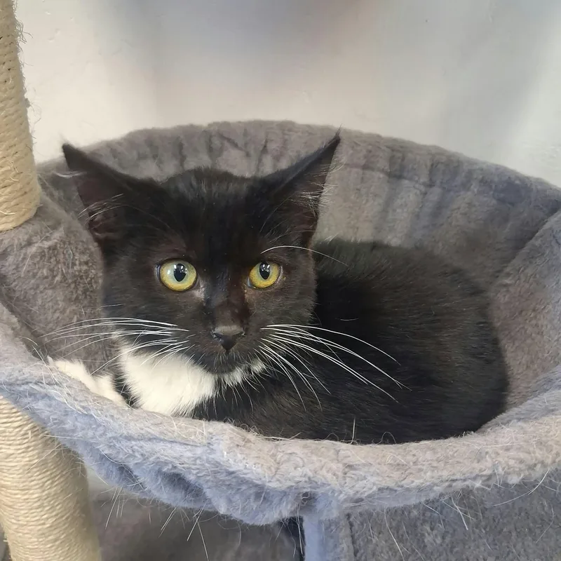 A young medium-sized female Domestic Short Hair cat named Autumn for adoption in Roosevelt, UT