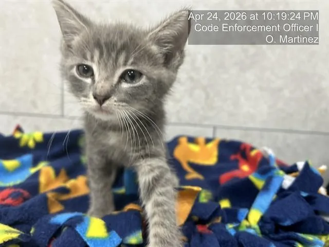 A baby small-sized male Domestic Short Hair cat named A for adoption in Naples, FL