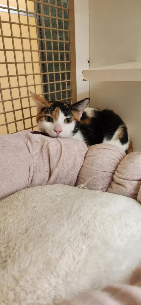 A young medium-sized female Domestic Short Hair cat named Princess for adoption in Tampa, FL