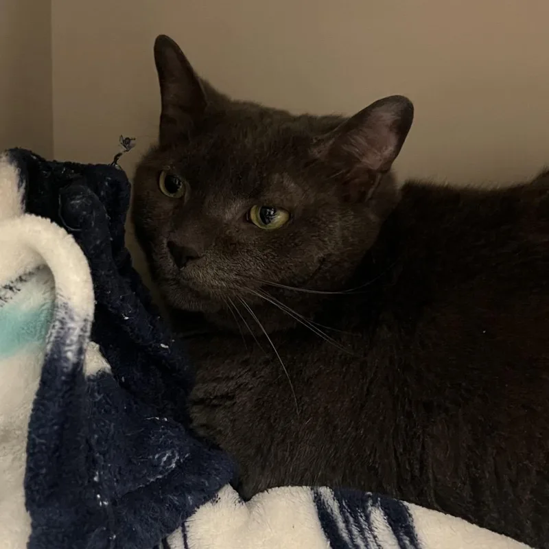 An adult extra large-sized female Gray / Blue / Silver Domestic Short Hair cat named Baby for adoption in Fairport, NY