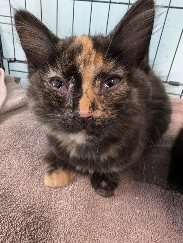 A young medium-sized female Tortoiseshell Domestic Short Hair cat named Peggy for adoption in Adrian, MI
