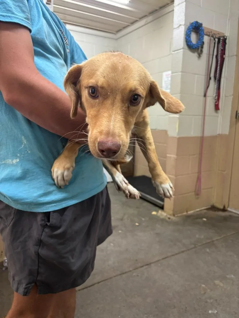 A young medium-sized female Dachshund dog named Maycee for adoption in Swainsboro, GA