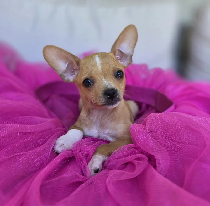 Princess Tatiana
