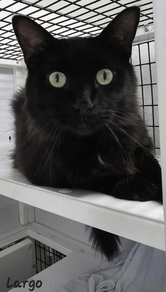 An adult large-sized male Domestic Medium Hair cat named Largo for adoption in Key Largo, FL