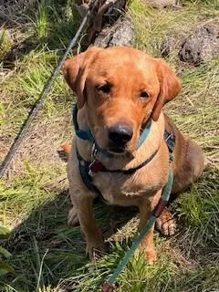 An adult large-sized male Merle (Red) Labrador Retriever dog named Wrangler for adoption in renton, WA