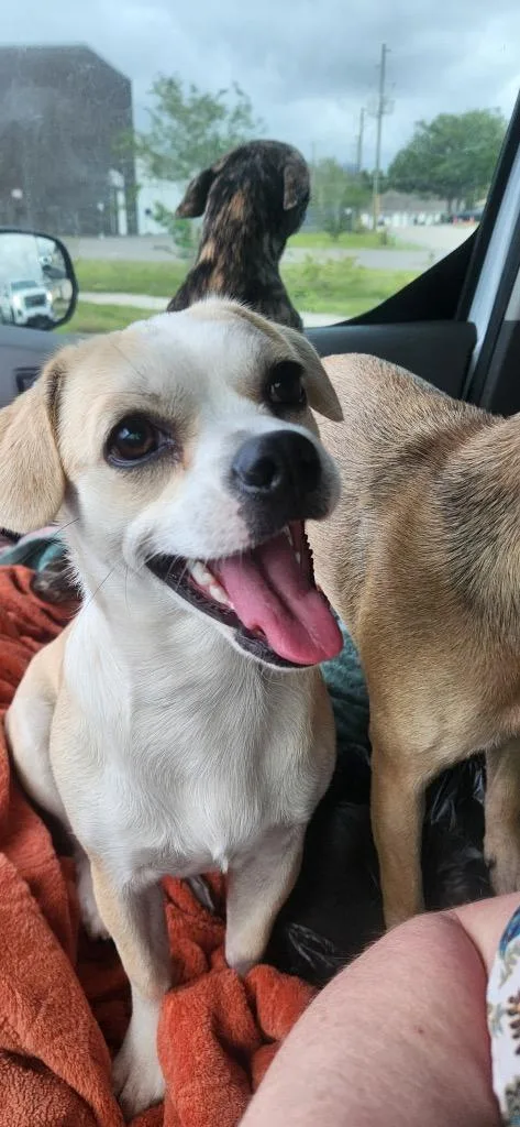 A baby medium-sized female Chihuahua dog named Sweetie Pie for adoption in Tampa, FL