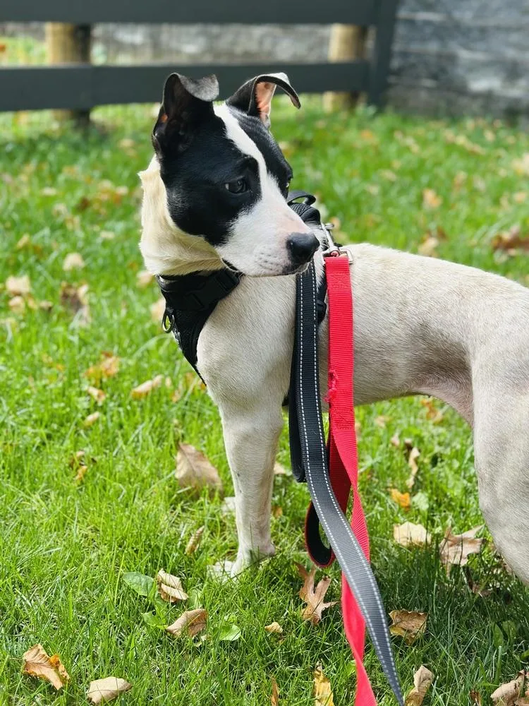 Dumpling thumbnail 2