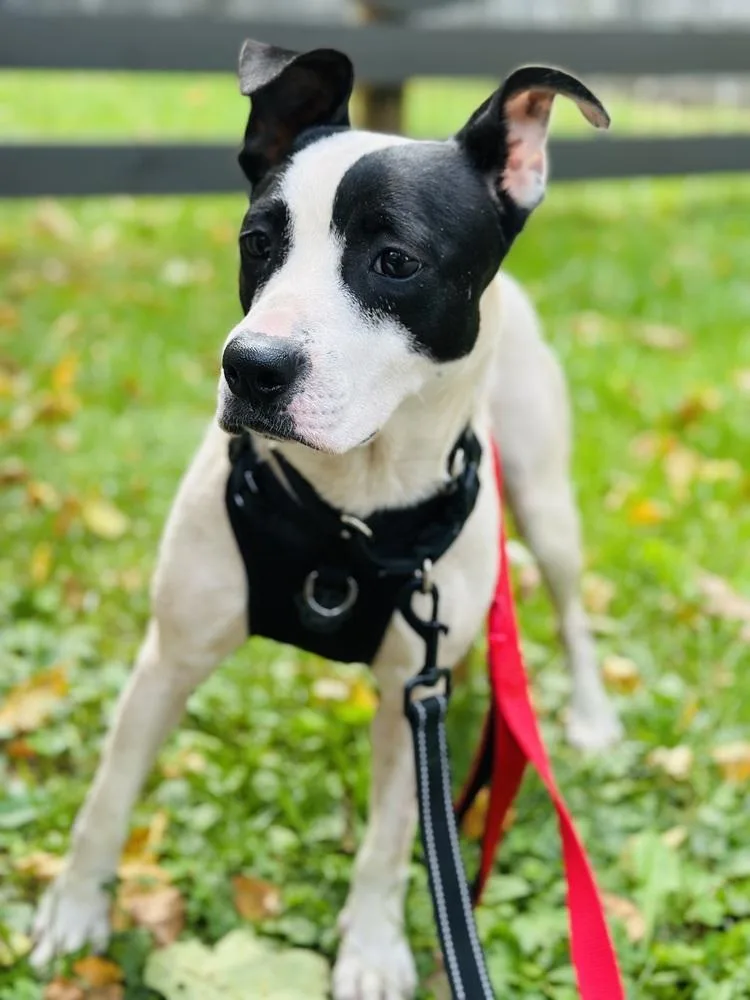 Dumpling thumbnail 3