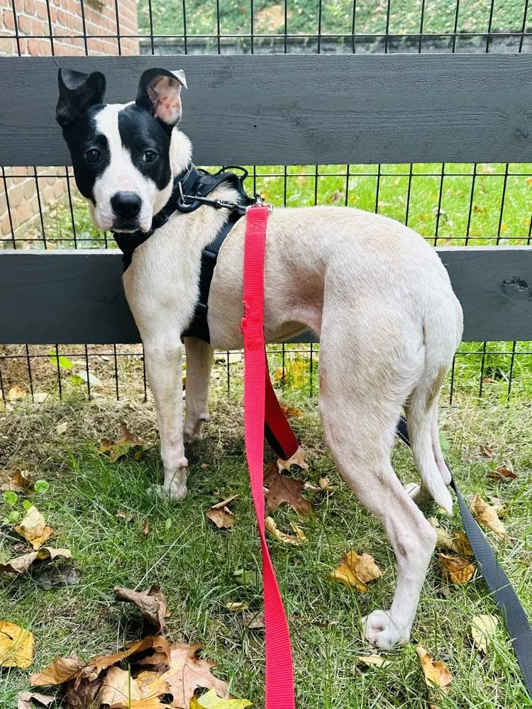 Dumpling thumbnail 4