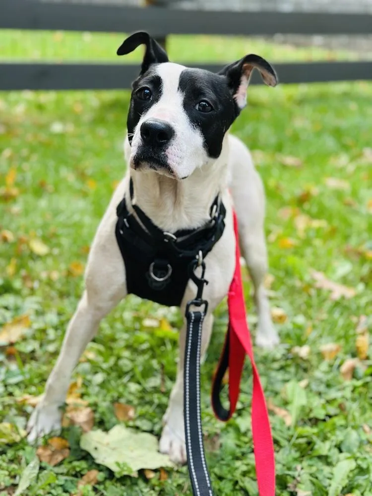 Dumpling thumbnail 5