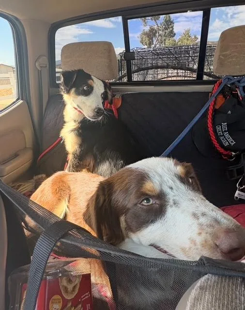 A baby medium-sized male Tricolor (Brown, Black, & White) Australian Shepherd dog named Ridley for adoption in Agua Dulce, CA