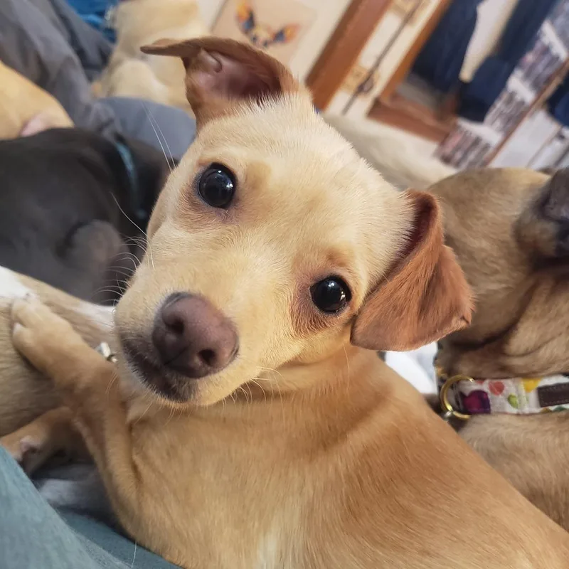 Ellie thumbnail 2