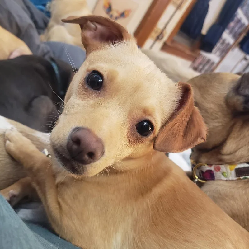 Ellie thumbnail 3