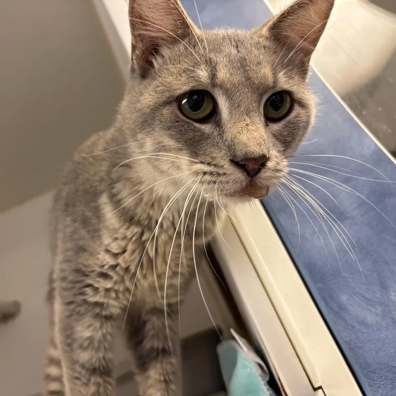 An adult medium-sized male Gray / Blue / Silver Domestic Short Hair cat named The Muffin Man for adoption in St Joseph, MO
