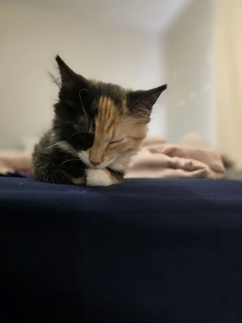 A baby medium-sized female Calico Domestic Long Hair cat named Honey for adoption in Wilmington, NC