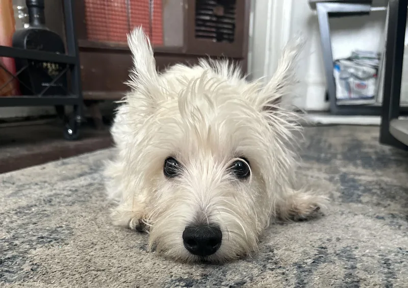 An adult small-sized male White / Cream West Highland White Terrier / Westie dog named Toby for adoption in Dayville, CT