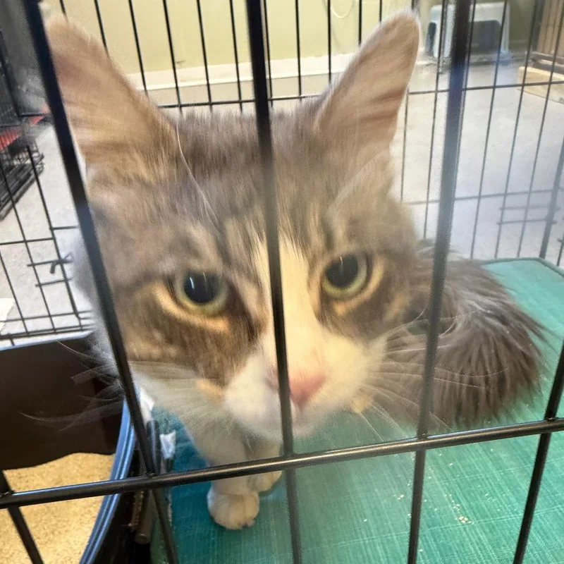 A young large-sized male Gray / Blue / Silver American Shorthair cat named Charlie for adoption in Freeport, FL
