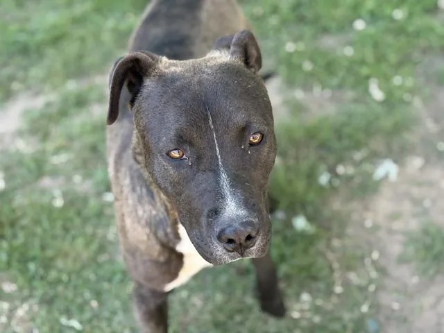 A young large-sized male Pit Bull Terrier dog named Benny for adoption in Tulsa, OK