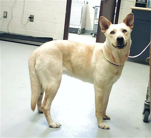 A young large-sized female German Shepherd Dog dog named Celeste for adoption in Fayetteville, NC