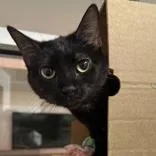 An adult medium-sized female Black Domestic Short Hair cat named Carbon for adoption in Hilliard, OH