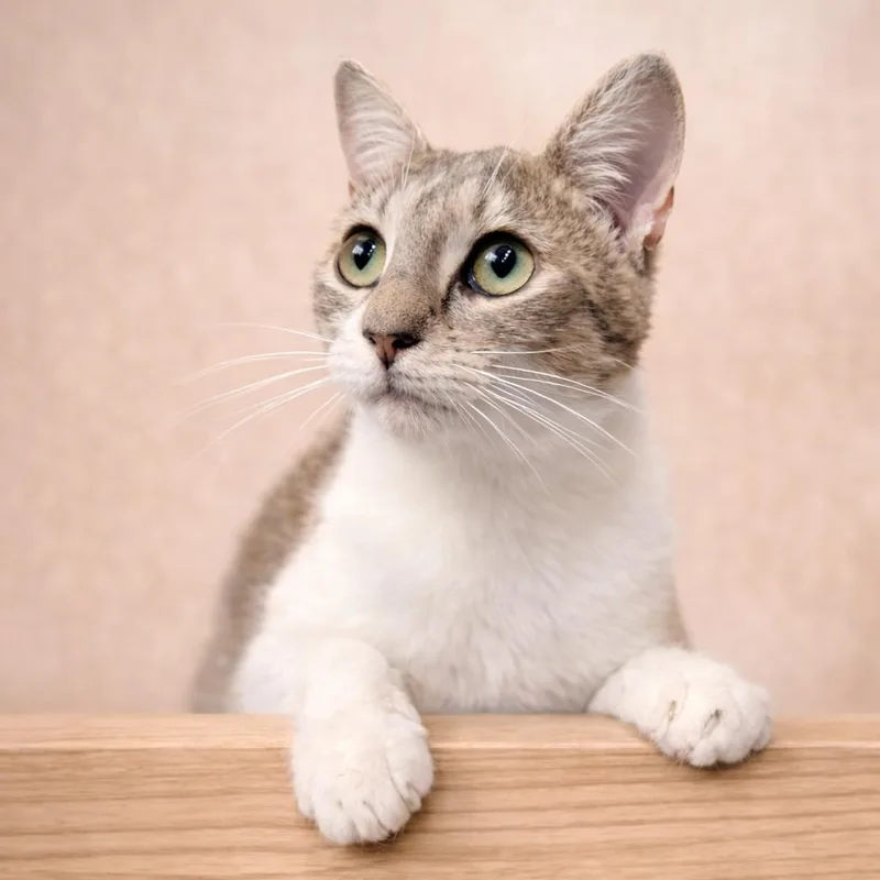 A baby medium-sized female Tabby (Gray / Blue / Silver) American Shorthair cat named Sophie for adoption in Houston, TX