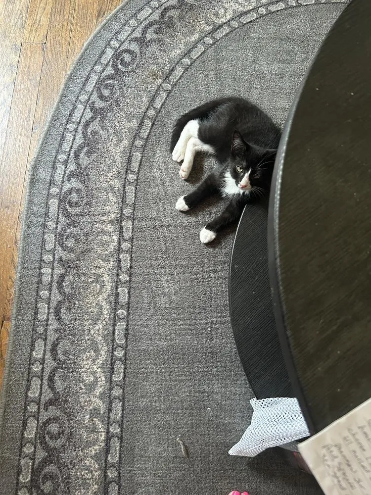 A baby small-sized male Black Domestic Short Hair cat named Mickey for adoption in Lincoln Park, MI