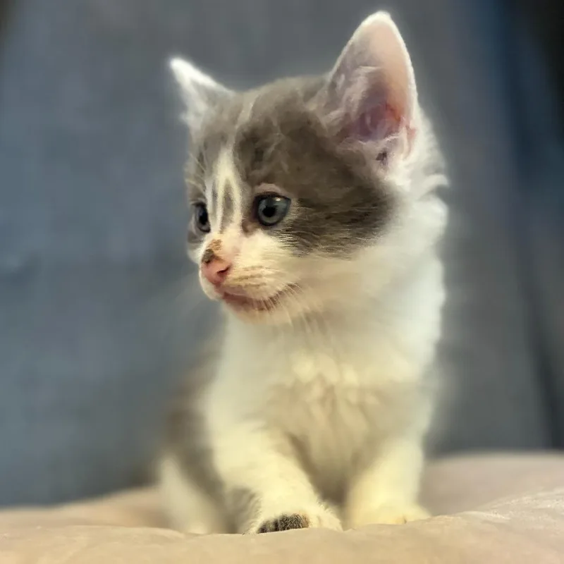 A baby small-sized male Gray / Blue / Silver Domestic Short Hair cat named Phobos for adoption in Long Beach, CA