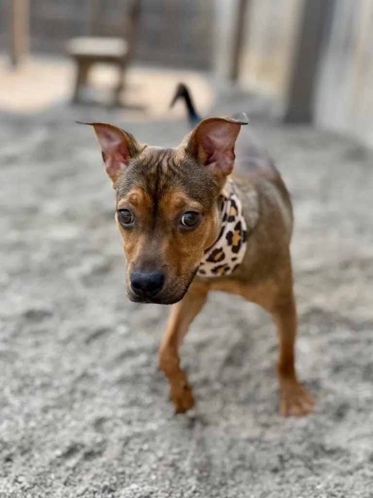 Ellie